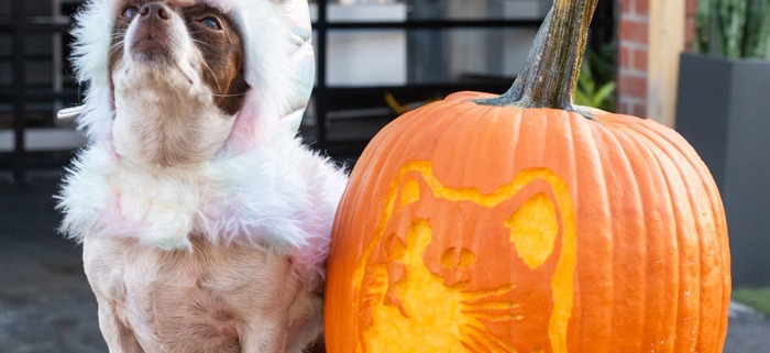 Dog in unicorn costume with pumpkin