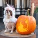 Dog in unicorn costume with pumpkin