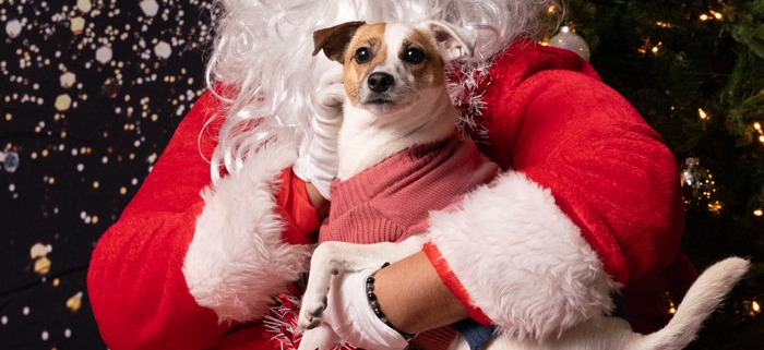 Dog photo with Santa at LA Ale Works Culver City