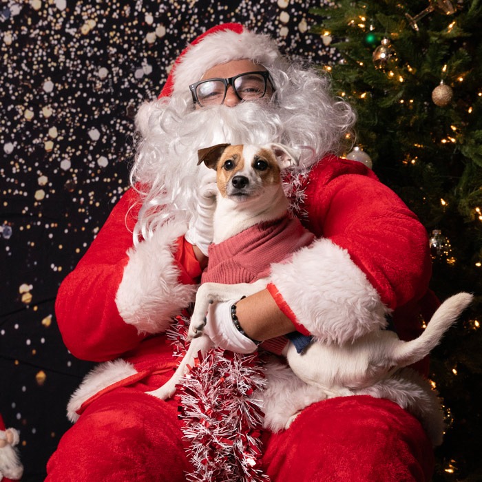 Dog photo with Santa at LA Ale Works Culver City