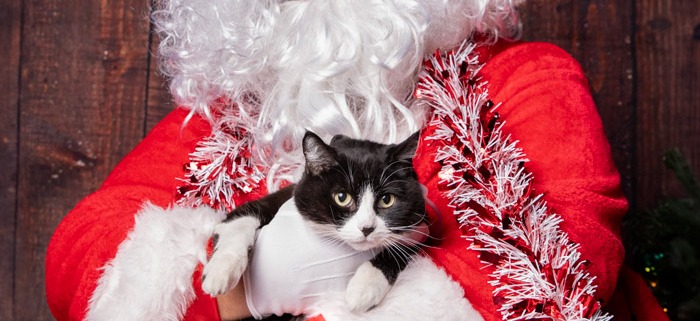 Cat photo with Santa at LA Ale Works Hawthorne