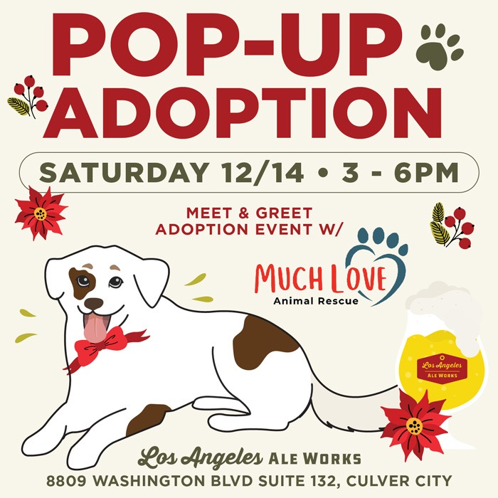 Pet Adoption Popup